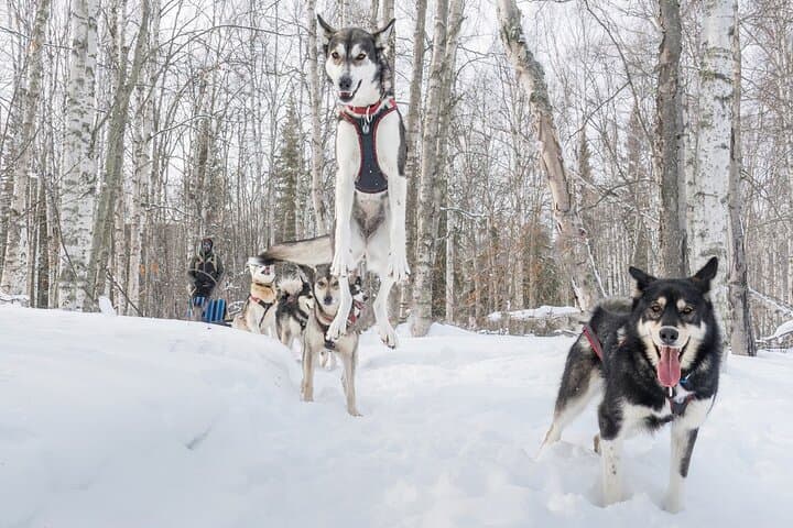 Signature Ridge Top Mush: 2.5-Mile Dog Sled Experience Above Goldstream Valley photo 5