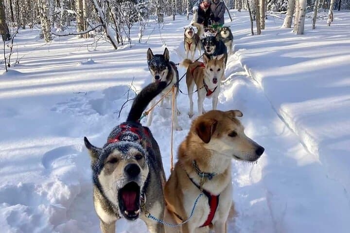 Signature Ridge Top Mush: 2.5-Mile Dog Sled Experience Above Goldstream Valley photo 6