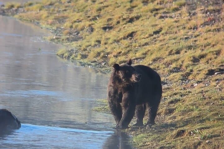 Yellowstone Lower Loop Private Tour: Old Faithful, Grand Prismatic & Wildlife photo 4
