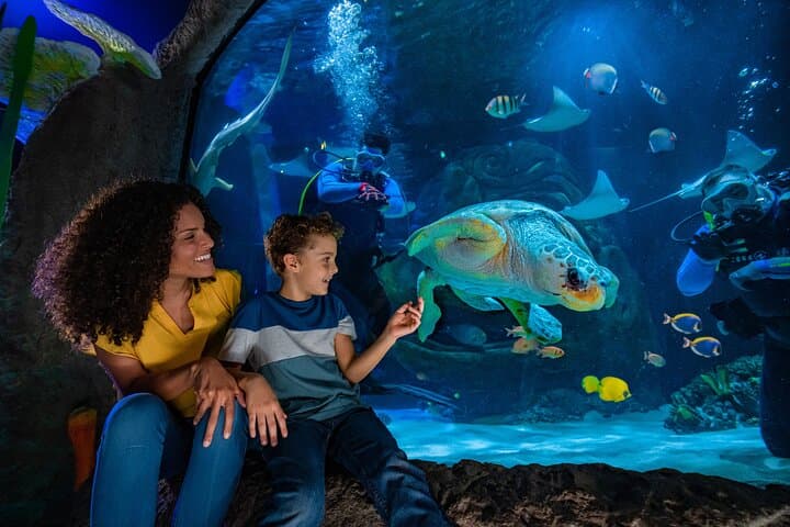 Inside SEA LIFE Orlando: 360-Degree Ocean Tunnel, Sharks & Touch Tanks at ICON Park photo 4