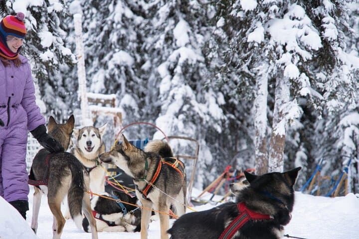 Family-Friendly Mini Dog Sledding & Kennel Visit near Fairbanks