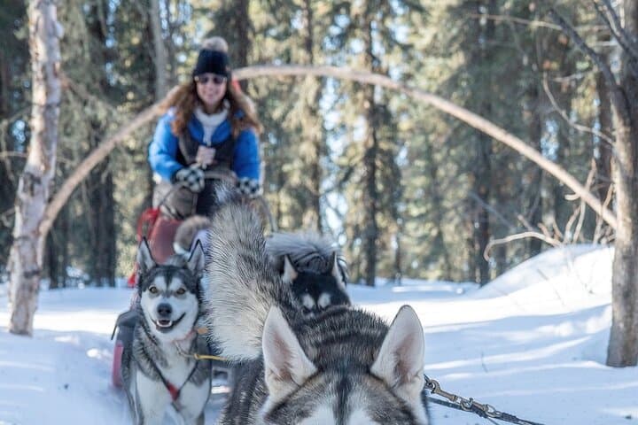 Family-Friendly Mini Dog Sledding & Kennel Visit near Fairbanks photo 3