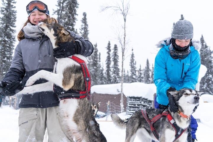 Family-Friendly Mini Dog Sledding & Kennel Visit near Fairbanks photo 4