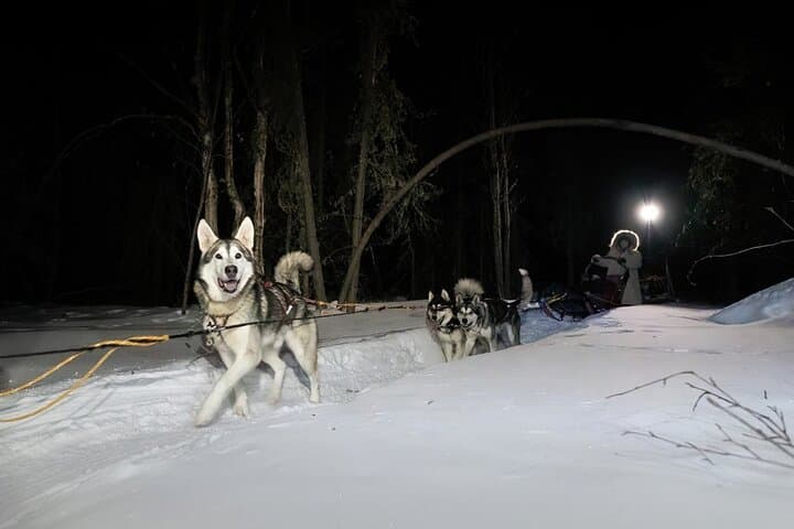 Family-Friendly Mini Dog Sledding & Kennel Visit near Fairbanks photo 5