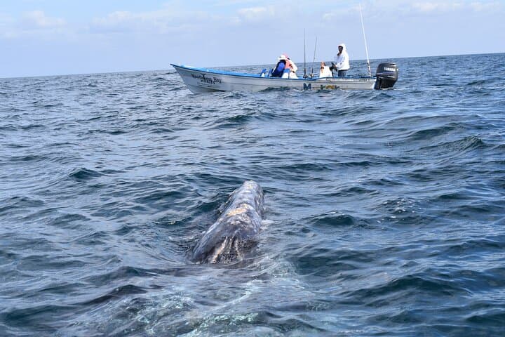 Full-Day Gray Whale Safari: Cabo to Magdalena Bay Wildlife Cruise