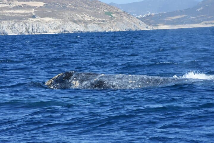 Full-Day Gray Whale Safari: Cabo to Magdalena Bay Wildlife Cruise photo 2
