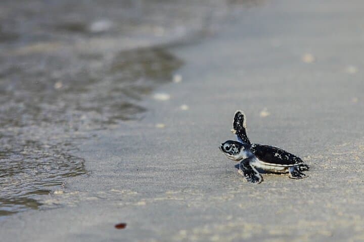 Hon Bay Canh Overnight Camping & Turtle Release — 2-Day Con Dao Eco-Adventure photo 4