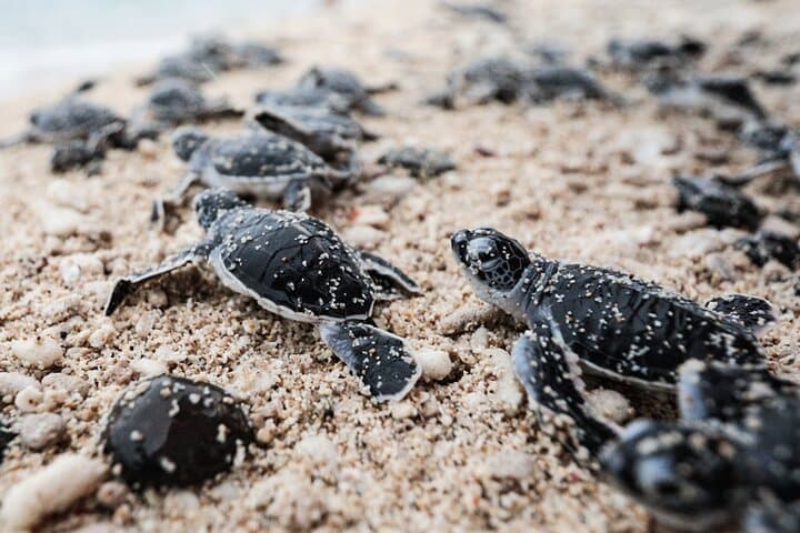 Hon Bay Canh Overnight Camping & Turtle Release — 2-Day Con Dao Eco-Adventure photo 6