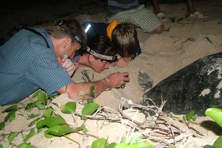 Hon Bay Canh Overnight Camping & Turtle Release — 2-Day Con Dao Eco-Adventure photo 3