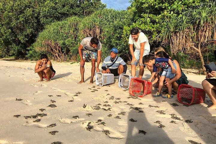 Hon Bay Canh Overnight Camping & Turtle Release — 2-Day Con Dao Eco-Adventure