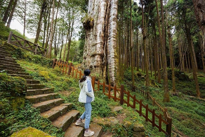 Alishan Sunrise & Forest Safari: 2-Day Private Tour from Taipei photo 2