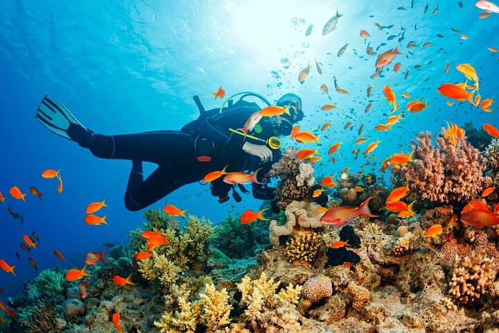 Samadai Reef Dolphin House: Day Trip Snorkeling & Diving from Marsa Alam