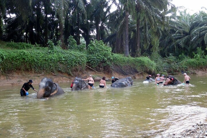 Krabi Elephant Sanctuary & Emerald Pool — Responsible Wildlife Encounter and Tropical Swim photo 4