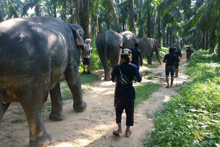 Krabi Elephant Sanctuary & Emerald Pool — Responsible Wildlife Encounter and Tropical Swim photo 6