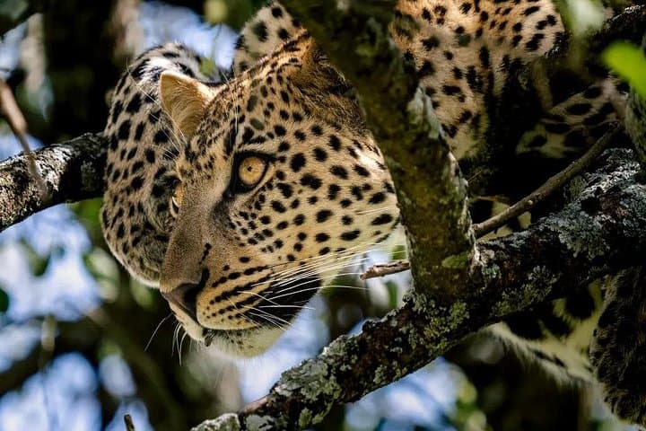 9-Day Kilimanjaro, Serengeti & Zanzibar: Trek, Safari and Beach Experience photo 3