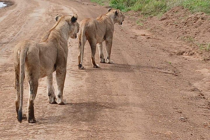 Half-Day Nairobi National Park Safari — City-Edge Game Drive photo 2