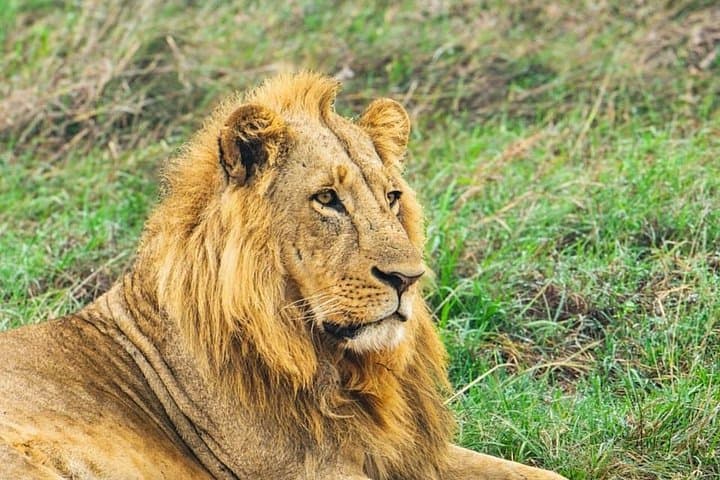 Half-Day Nairobi National Park Safari — City-Edge Game Drive photo 3