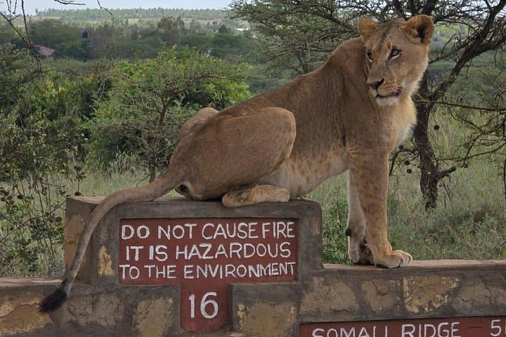 Half-Day Nairobi National Park Safari — City-Edge Game Drive photo 4