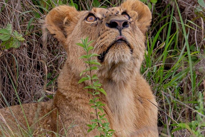 Nairobi National Park Half-Day Game Drive: Safari with a Skyline View photo 2