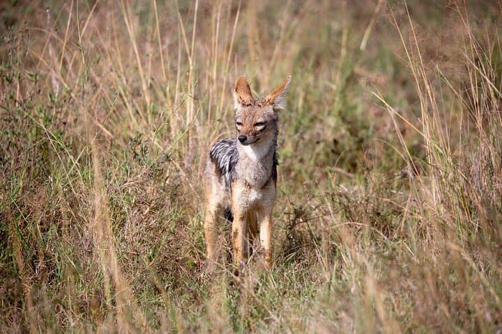 Nairobi National Park Half-Day Game Drive: Safari with a Skyline View photo 4