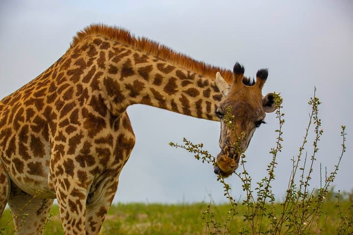 Nairobi National Park Half-Day Game Drive: Safari with a Skyline View photo 5