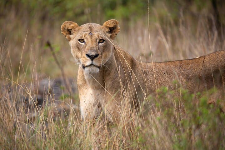 Nairobi National Park Half-Day Game Drive: Safari with a Skyline View photo 6