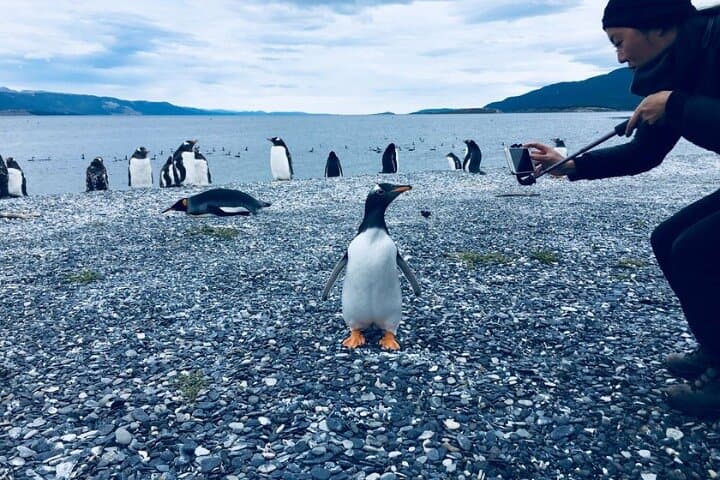 Penguin Cruise to Martillo Island, Beagle Channel from Ushuaia