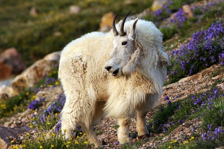 Beartooth Highway Private Tour: Scenic Drive, Wildlife Viewing & Top of the World photo 1