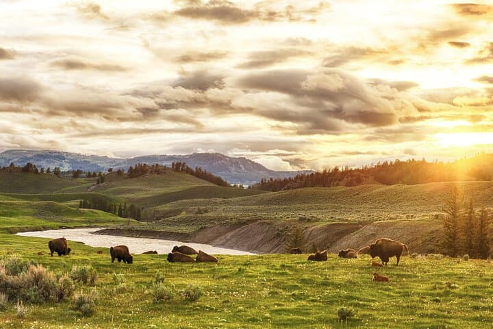Lamar Valley Wildlife Picnic: Yellowstone Guided Tour from Red Lodge photo 3
