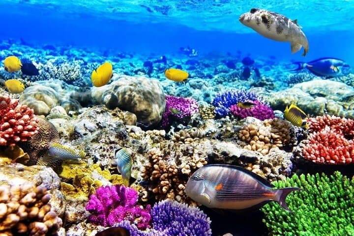 Submarine Excursion in Sharm El Sheikh: Red Sea Semi-Submarine Tour photo 5