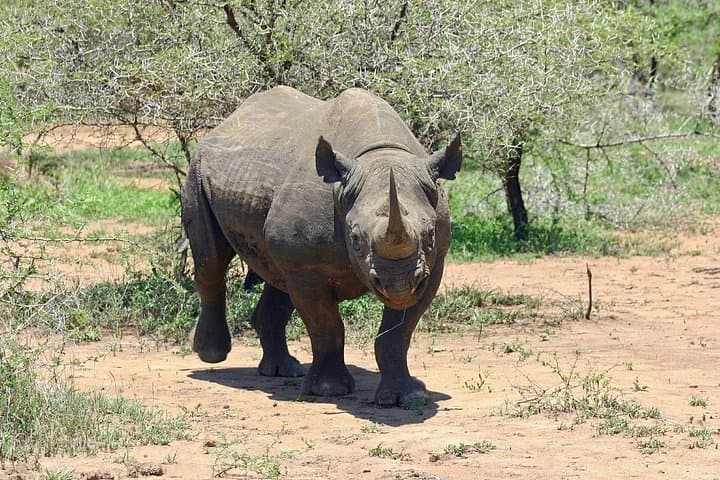 Stanley & Livingstone Big 5 Safari: Morning Game Drive from Livingstone photo 1