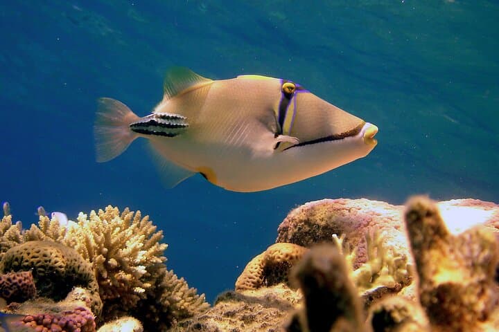 Submarine Excursion in Sharm El Sheikh: Red Sea Semi-Submarine Tour photo 6