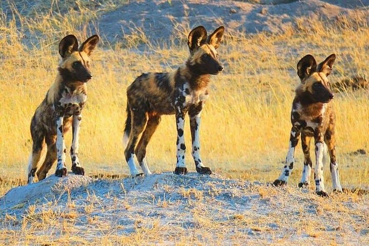 Stanley & Livingstone Big 5 Safari: Morning Game Drive from Livingstone photo 4