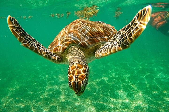 Akumal Cenote & Turtle Snorkel Private Tour — Swim Cenotes and Sea Turtles