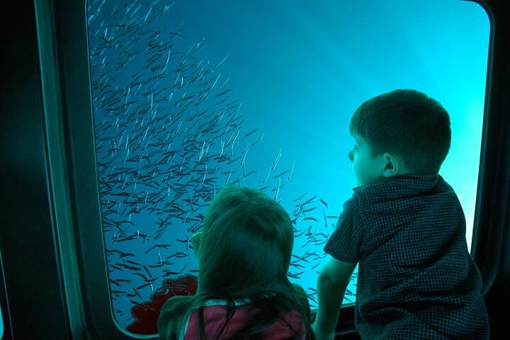 Submarine Excursion in Sharm El Sheikh: Red Sea Semi-Submarine Tour photo 2