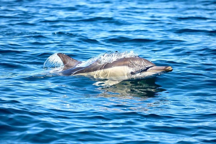 Ocean Explorer Tour from Lake Macquarie: Swansea Channel Boat Adventure photo 3