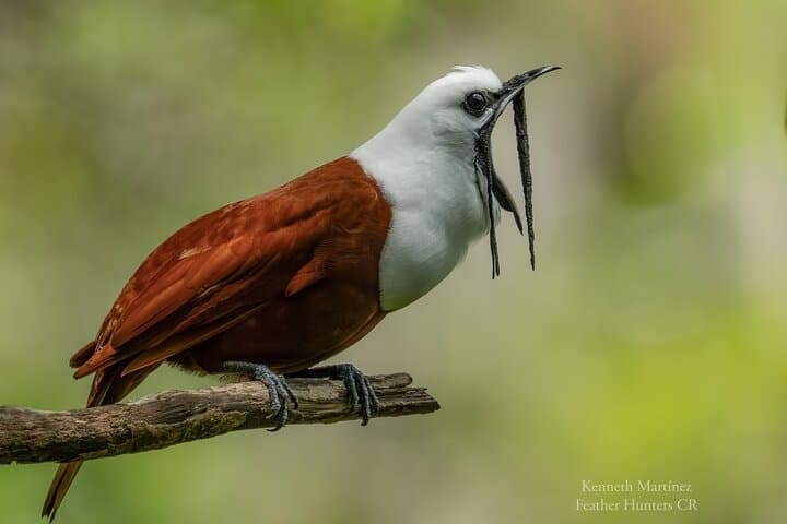 Monteverde Private Bird Photography Tour — Resplendent Quetzal & Hummingbirds photo 3