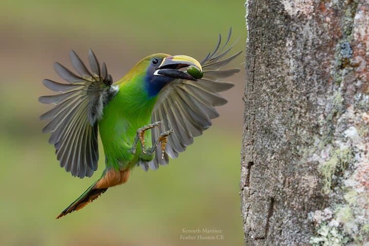Monteverde Private Bird Photography Tour — Resplendent Quetzal & Hummingbirds photo 4
