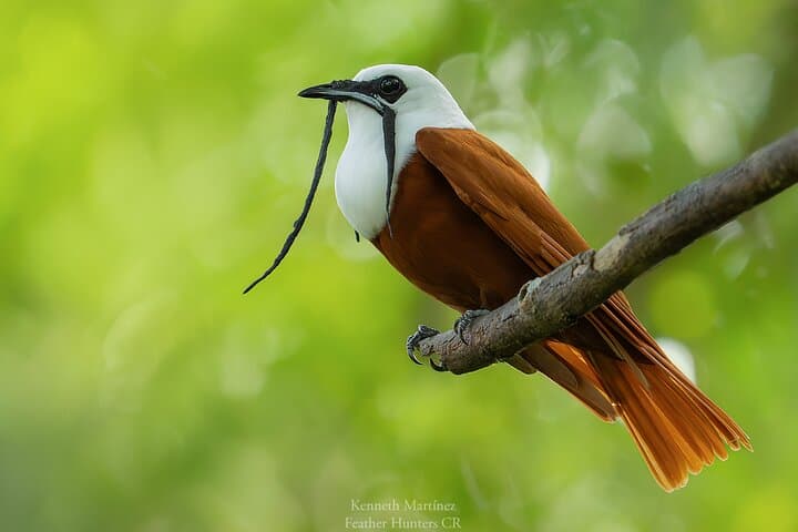 Monteverde Private Bird Photography Tour — Resplendent Quetzal & Hummingbirds photo 5