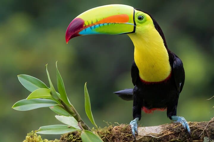 Monteverde Private Bird Photography Tour — Resplendent Quetzal & Hummingbirds photo 6
