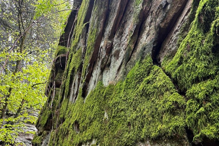 green-hell-self-guided-forest-hike-with-cake-finale-at-waldhotel photo 3