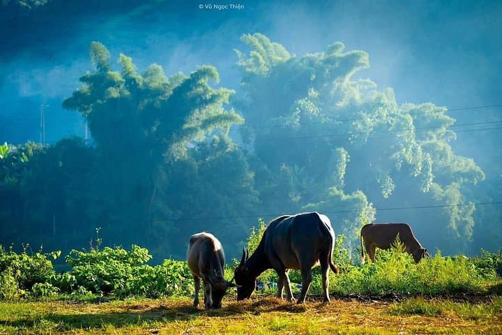 Sapa Half-Day Trek: Muong Hoa Valley Rice Terraces & Ethnic Villages photo 4