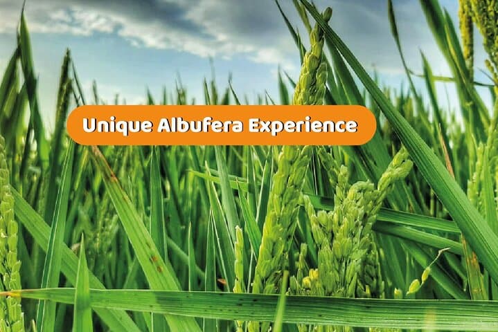 Albufera Natural Park Boat Tour: Barraca Visit, Electric Boat & Birdwatching from Valencia photo 5