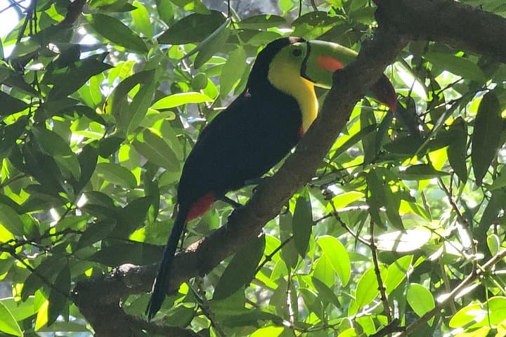 Llanos del Cortés: Waterfall Swim, Coffee & Chocolate Tour with Wildlife photo 3
