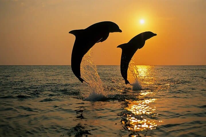 Brijuni Dolphin Sunset Cruise from Pula — Evening Boat Tour & Dolphin Watching