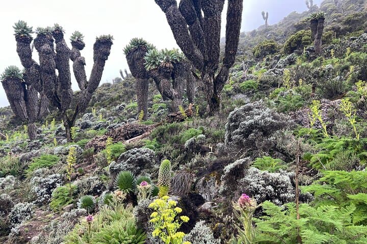 8-Day Lemosho Route Kilimanjaro Climb — Moshi to Uhuru Peak photo 4