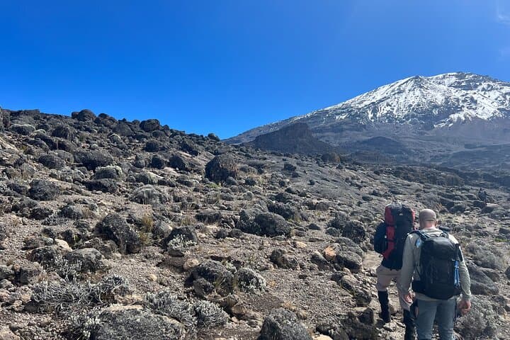 8-Day Lemosho Route Kilimanjaro Climb — Moshi to Uhuru Peak photo 5