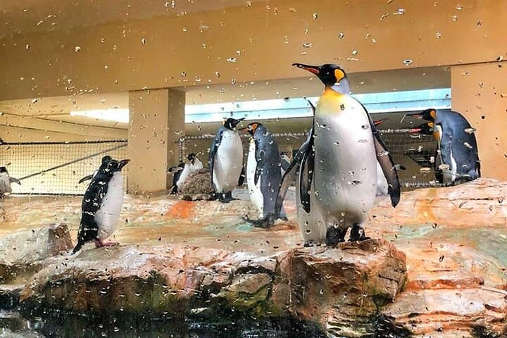 Penguin Cove at Dubai Aquarium: Skip-the-Line Tickets & Visitor Guide photo 2