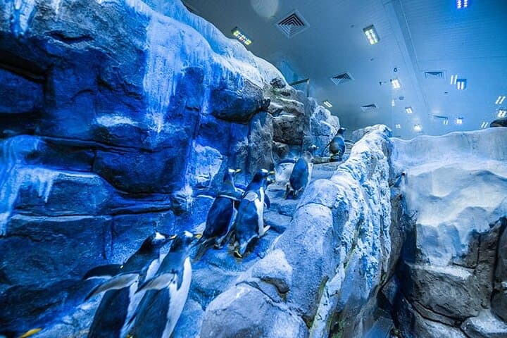 Penguin Cove at Dubai Aquarium: Skip-the-Line Tickets & Visitor Guide photo 4