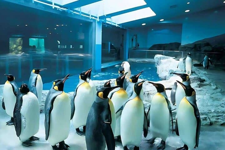 Penguin Cove at Dubai Aquarium: Skip-the-Line Tickets & Visitor Guide photo 6